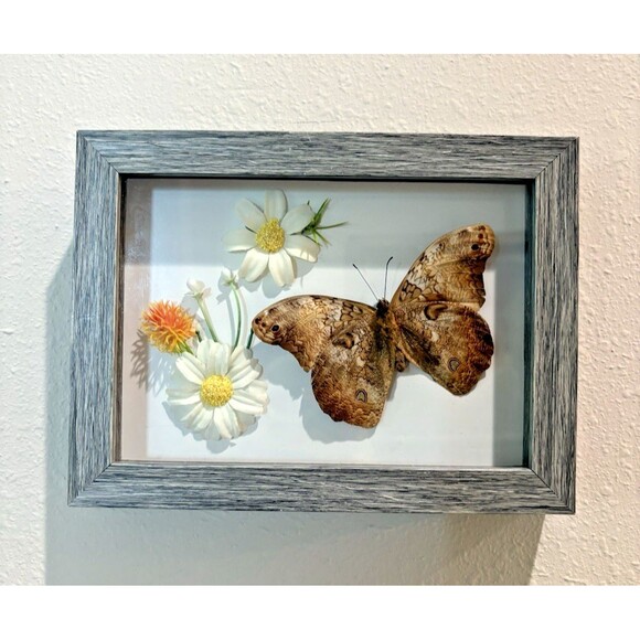 Moth Taxidermy in Frame 8X6 Inches - Picture 1 of 10